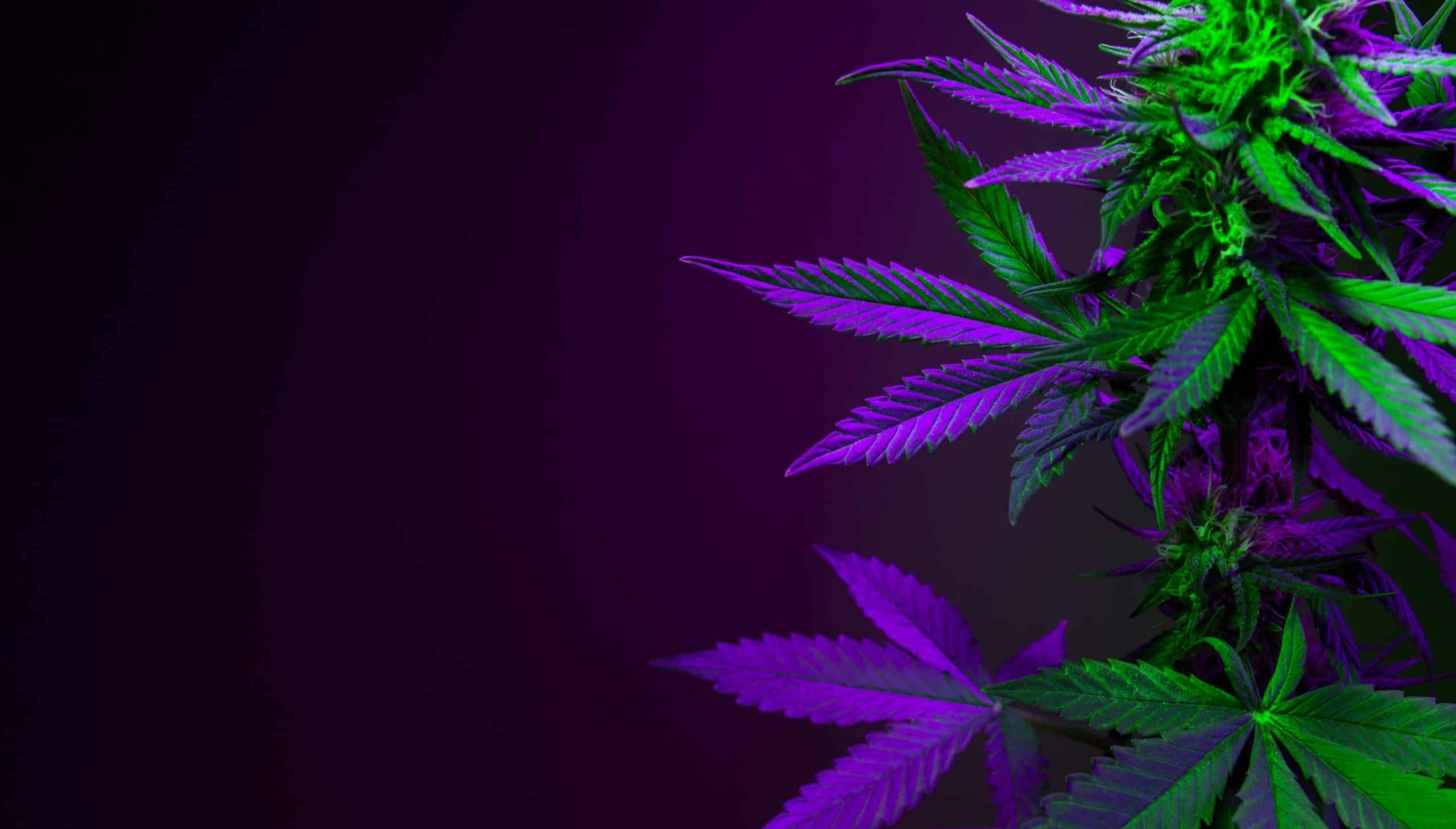 cannabis plant